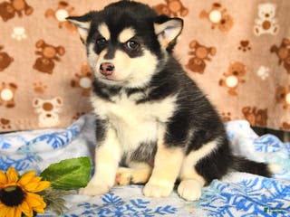 Pomsky dogs Biscuit - Ad 36