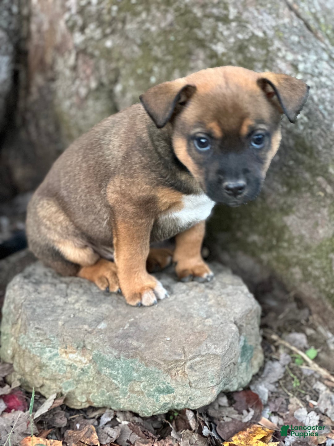 Mixed Breed dogs for sale: Buddy - Ad 3
