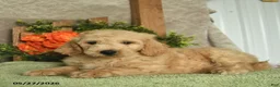 Mini Goldendoodle dogs for sale: Hero - Ad 1