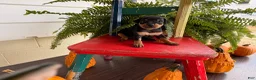 Miniature Pinscher dogs for sale: Marshmallow  - Ad 4