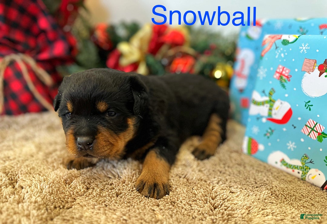 Rottweiler dogs for sale: Snowball - Ad 3