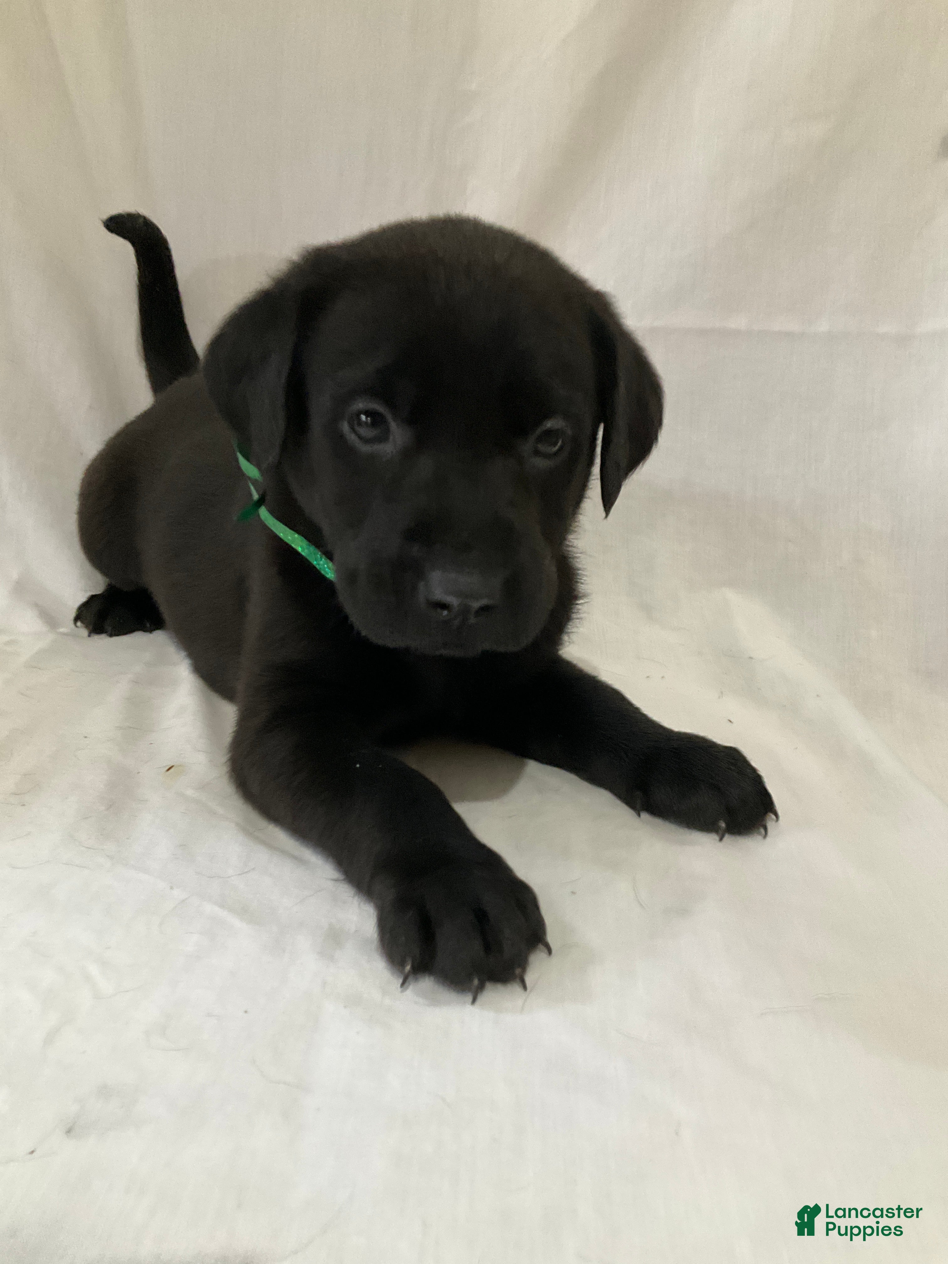 Labrador Retriever dogs Mia - Ad 19