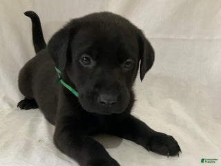 Labrador Retriever dogs Mia - Ad 23