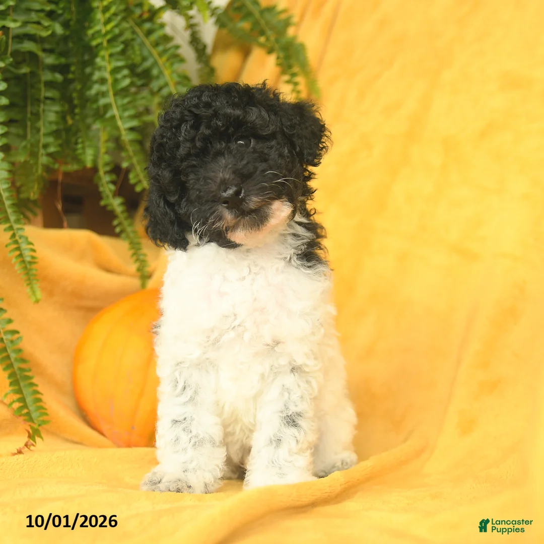 Toy Poodle dogs for sale: Tootsie - Ad 3