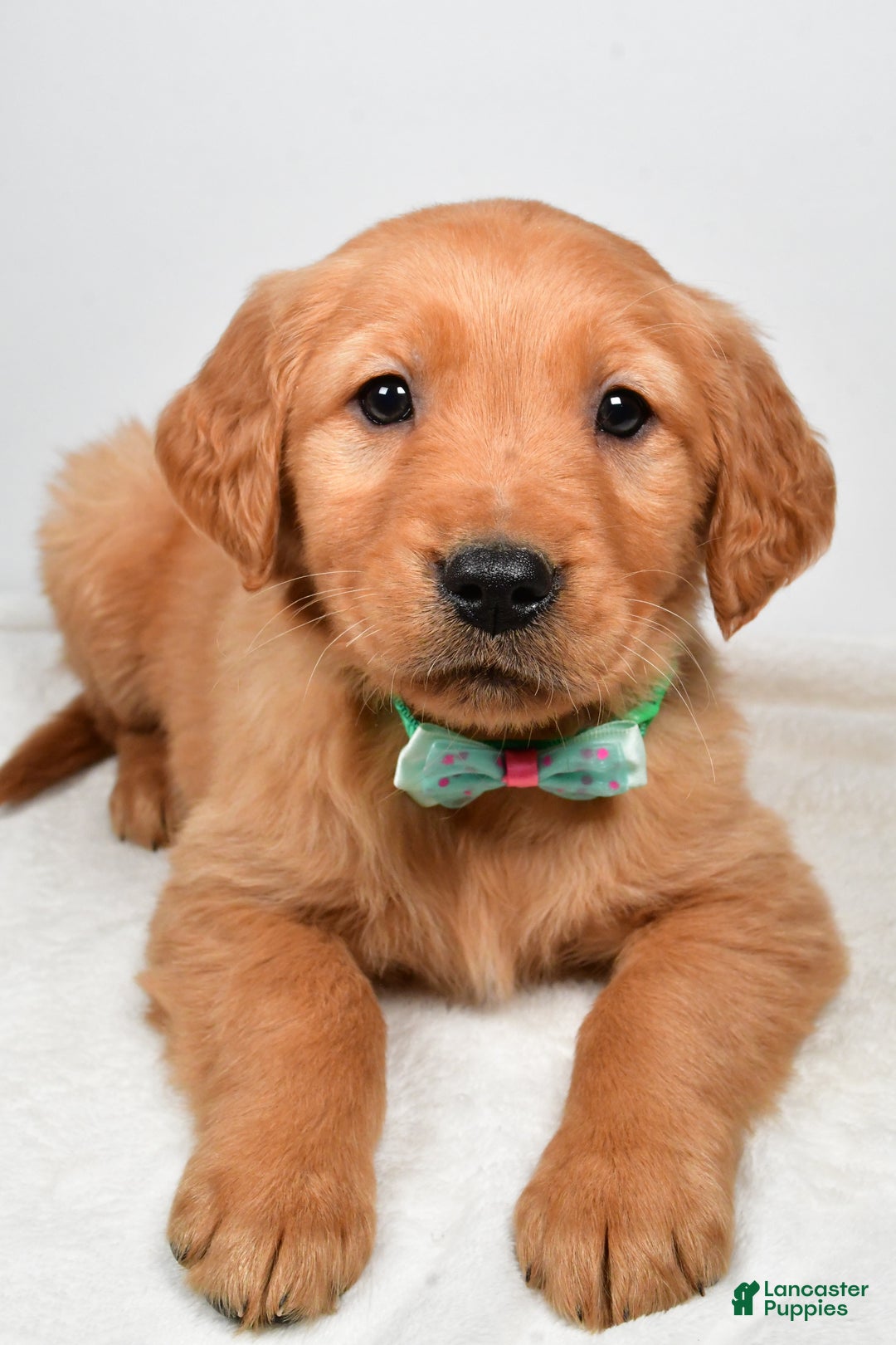 Golden Retriever dogs for sale: Kaden - Ad 4