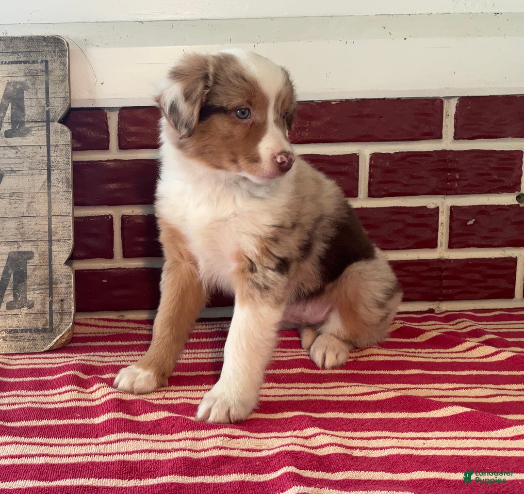 Mixed Breed dogs for sale: Simon - Ad 3