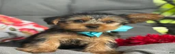 Yorkshire Terrier dogs for sale: Muff - Ad 4