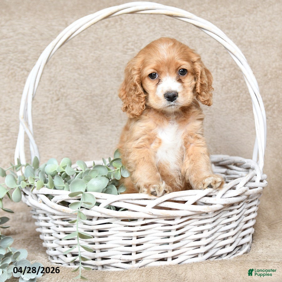 Cockapoo dogs Fifi - Ad 1