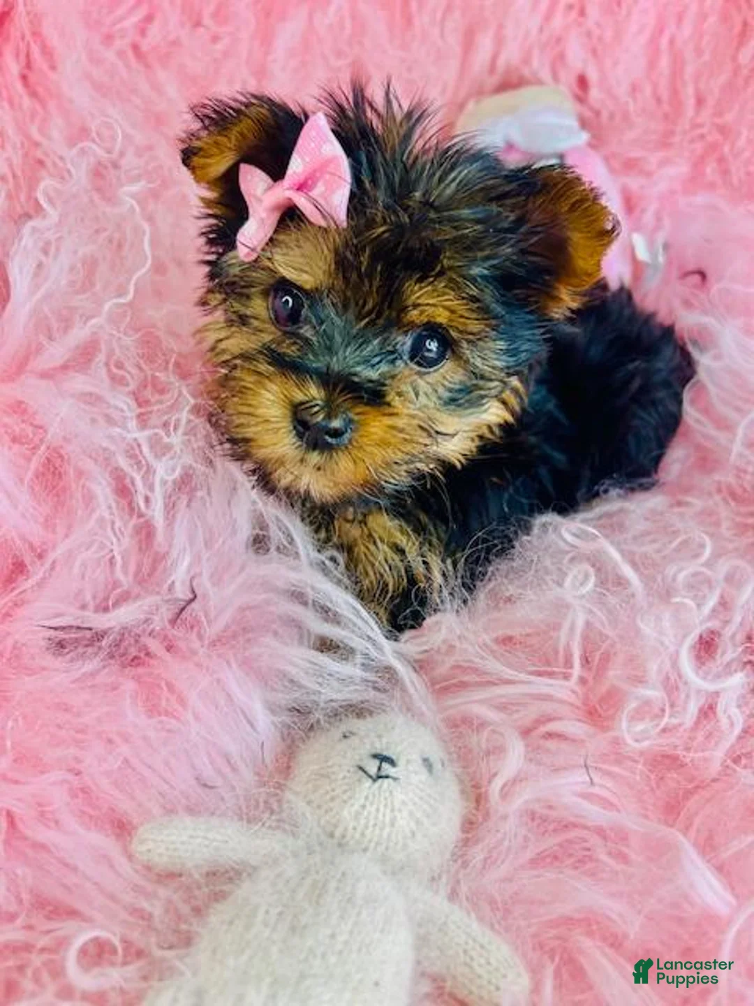 Yorkshire Terrier dogs for sale: Yorkshire Terrier 1 - Ad 2