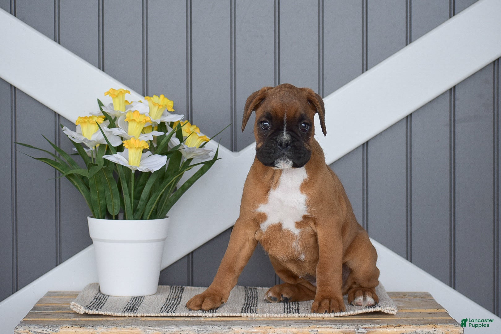 Boxer dogs Gianna - Ad 1