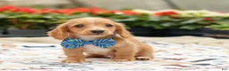 Miniature Dachshund dogs for sale: Hank - Ad 2
