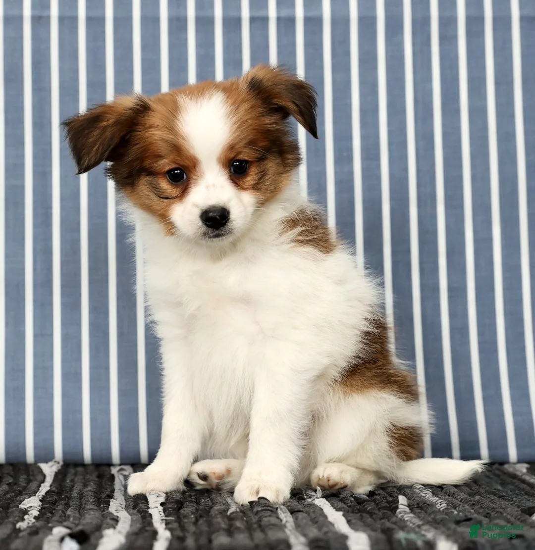 Papillon dogs for sale: Mack - Ad 5