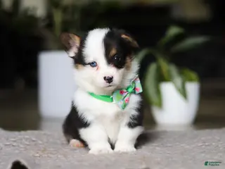 Welsh Corgi Pembroke dogs for sale: Benji - Ad 1