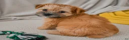 Morkie dogs for sale: Mark - Ad 7