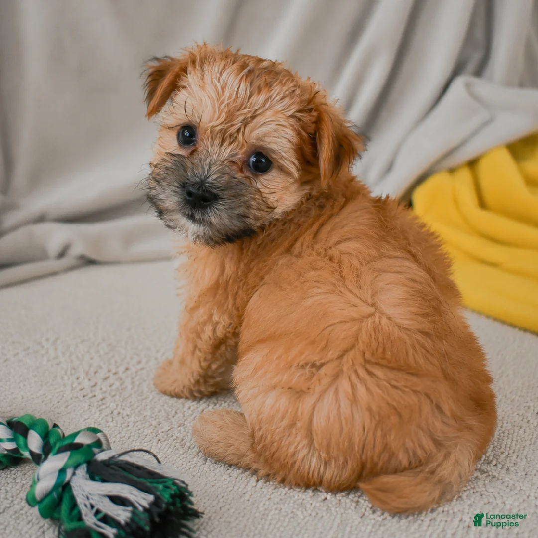 Morkie dogs for sale: Mark - Ad 7