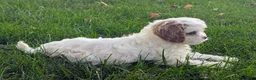 Cavapoo dogs for sale: Mr Denny - Ad 6