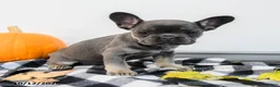 French Bulldog dogs for sale: Alexa - Ad 1