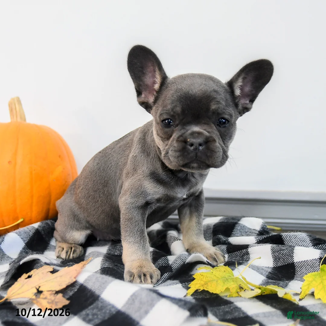 French Bulldog dogs for sale: Alexa - Ad 1