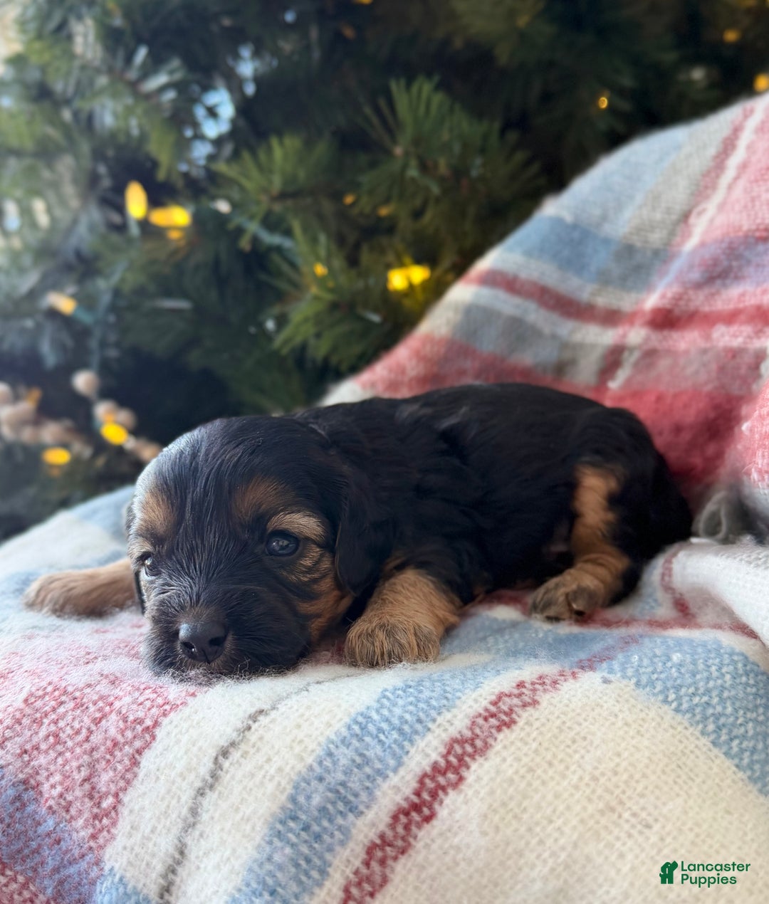 Cavapoo dogs for sale: Chestnut - Ad 2