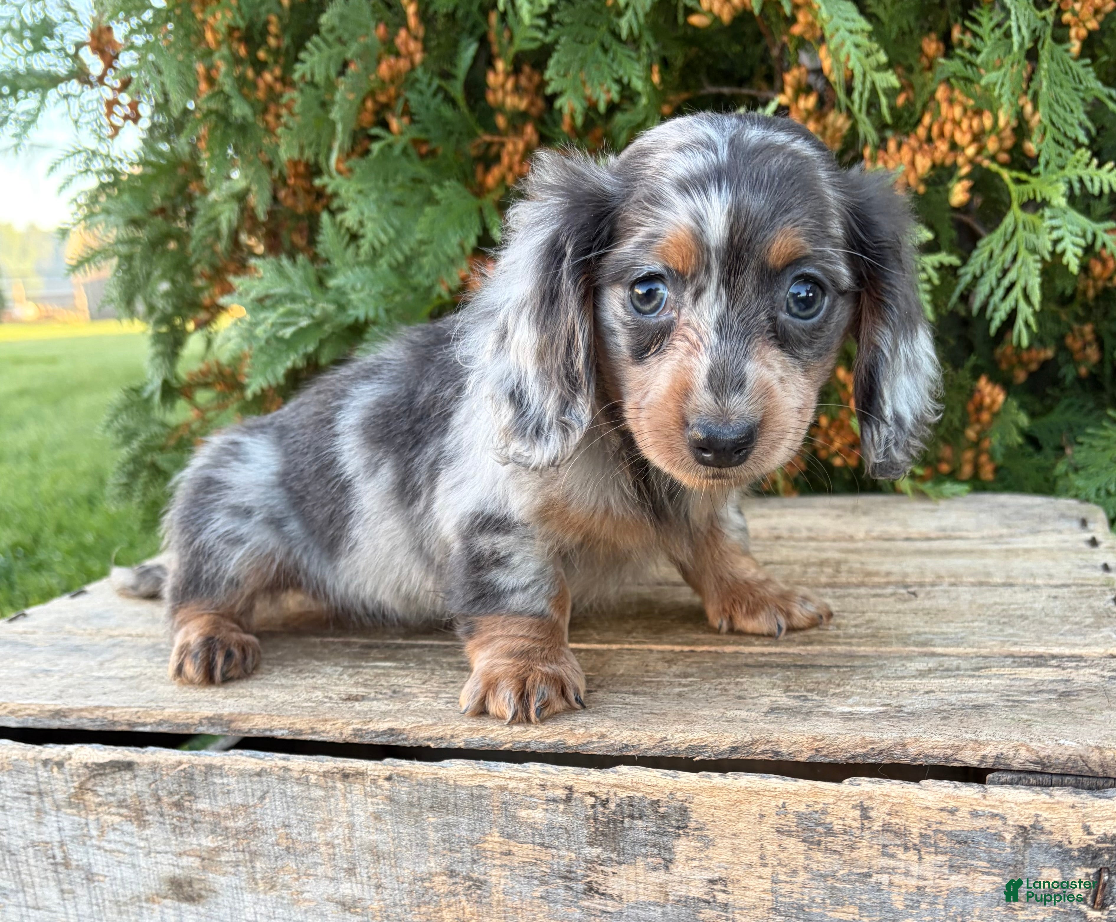 Crew (Dachshund, Male) in Middlebury, IN