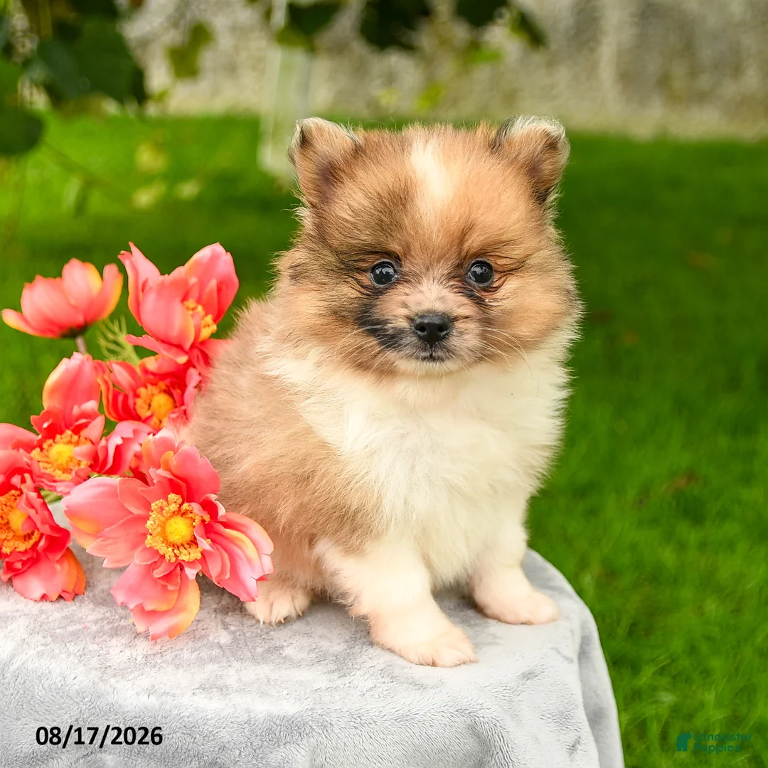 Pomeranian dogs for sale: Lucas - Ad 3