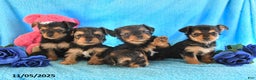 Yorkshire Terrier dogs for sale: Johnny - Ad 3