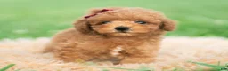 Toy Poodle dogs for sale: Milo AKC - Ad 3