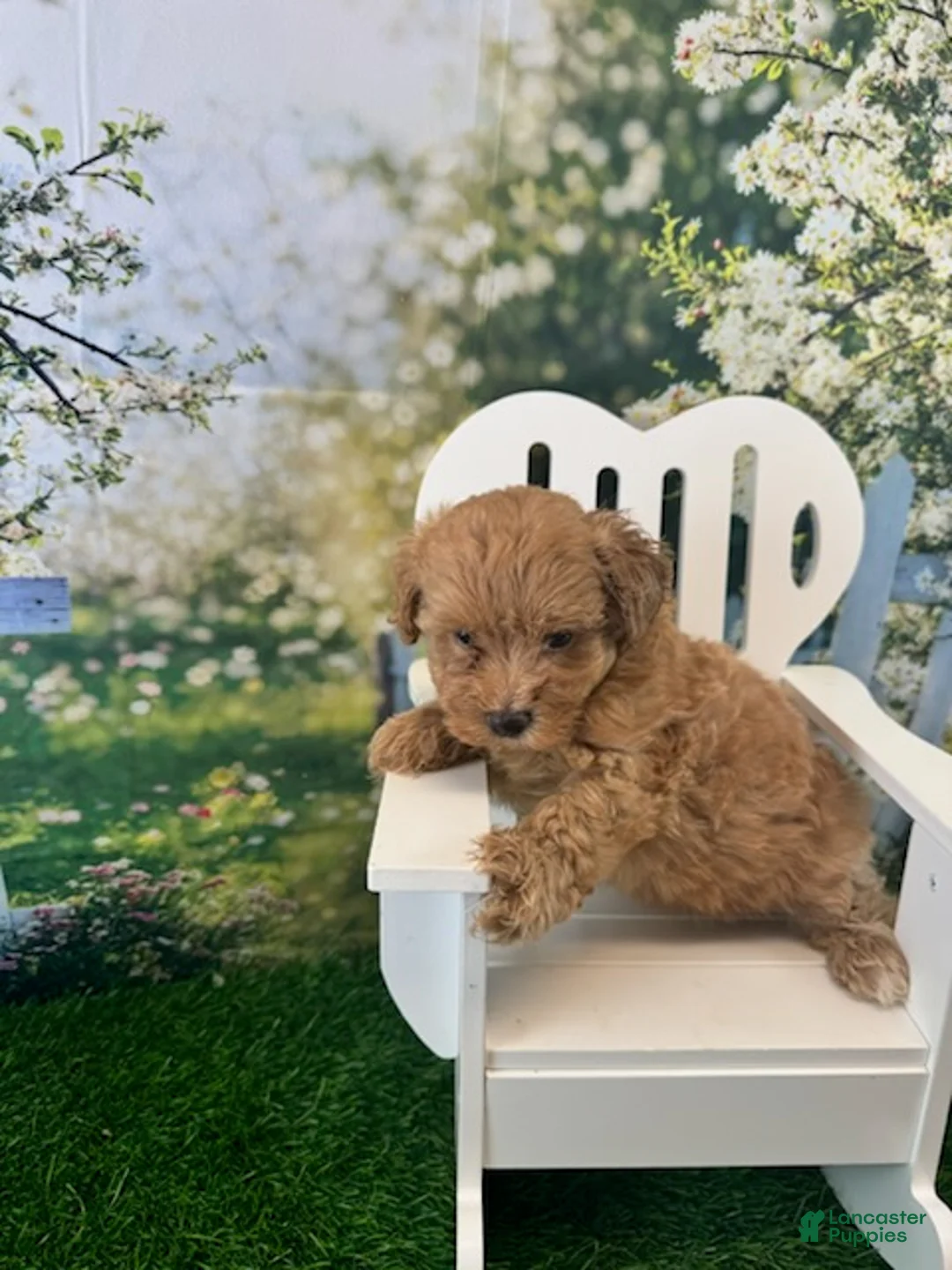 Maltipoo dogs for sale: Eve - Ad 6