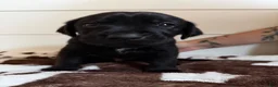 Mixed Breed dogs for sale: Mixed Breed 1 - Ad 5