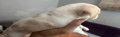 Mixed Breed 3