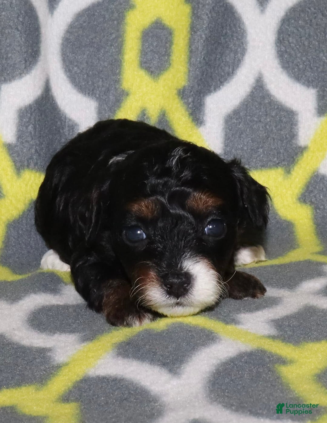 Gallery Image {{count}}