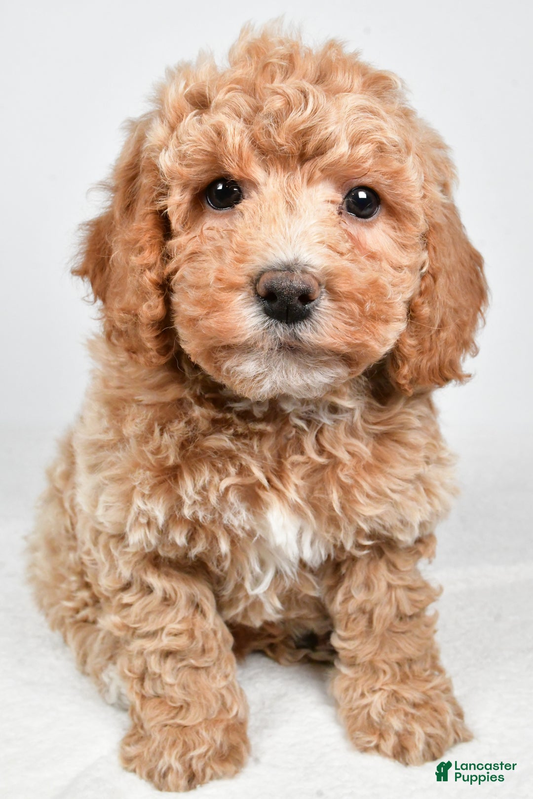 Bichpoo dogs for sale: Teddy - Ad 3