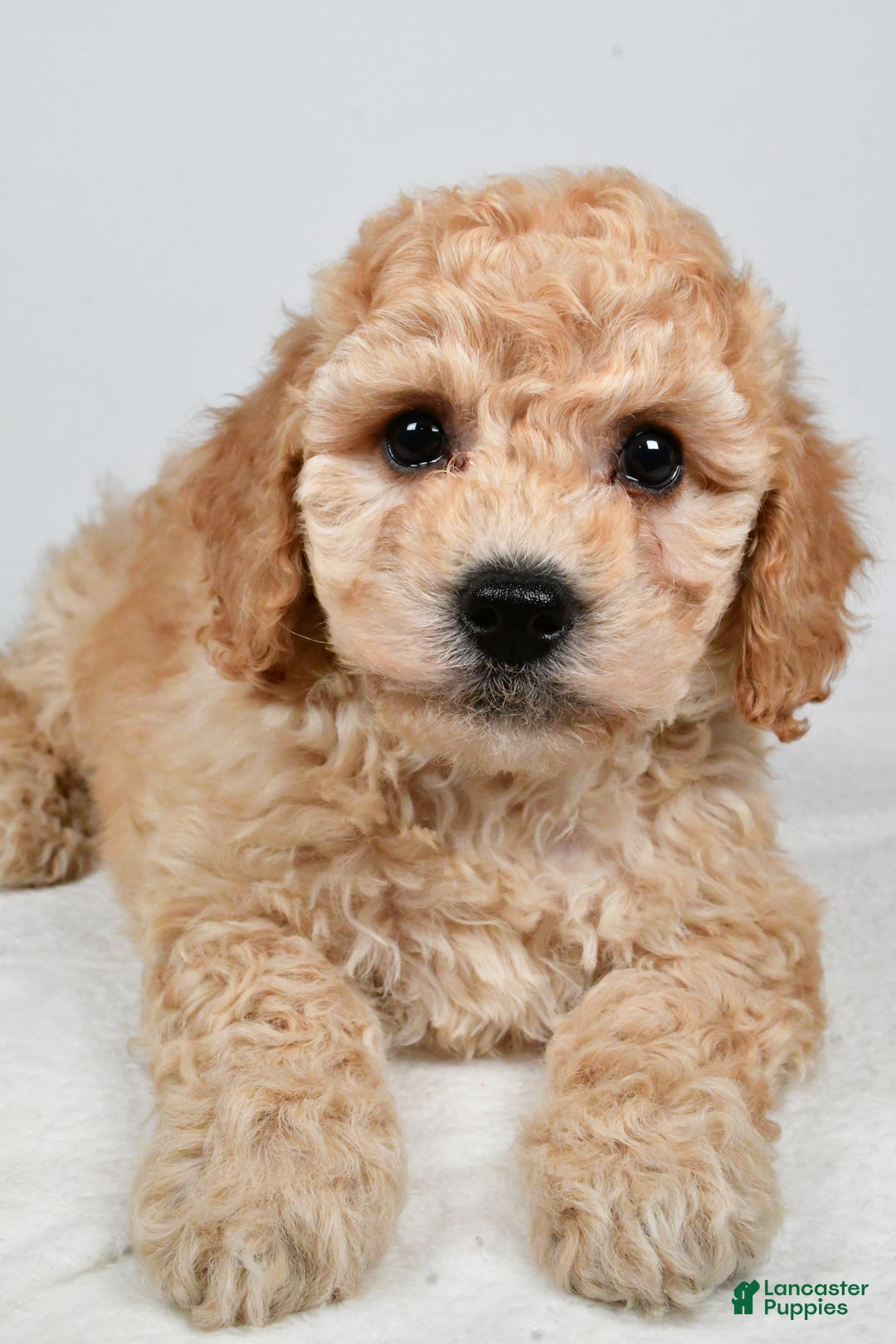 Bichpoo dogs for sale: Remy - Ad 8