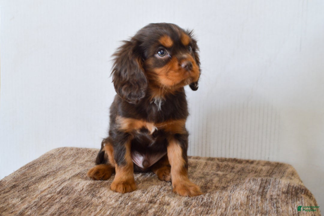 Cavalier King Charles Spaniel dogs for sale: Allison - Ad 3