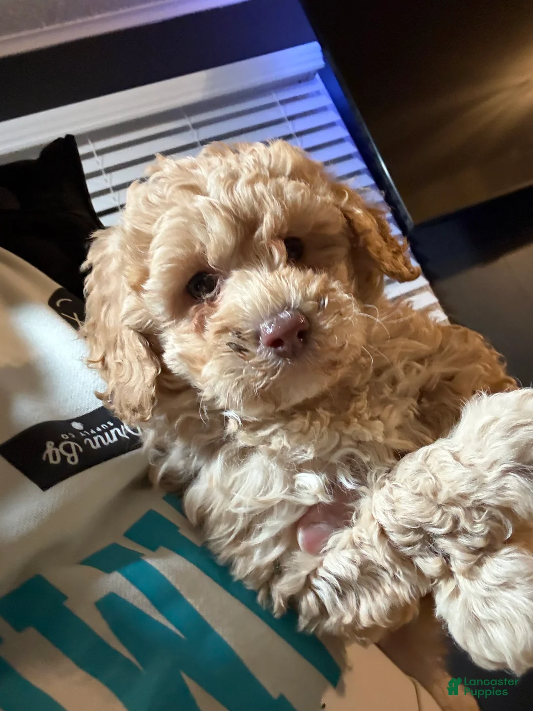 Miniature Poodle dogs for sale: Miniature Poodle Puppy 2 - Ad 3