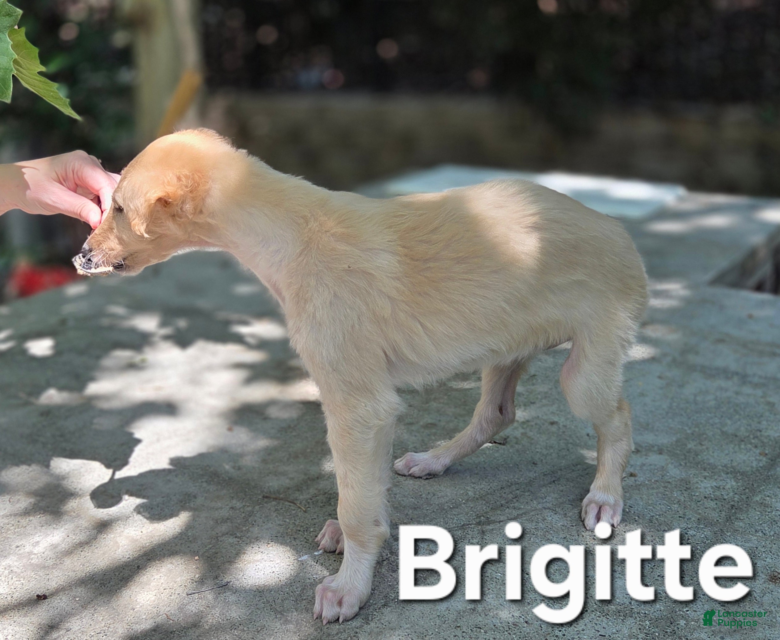 Borzoi dogs Brigitte - Ad 1