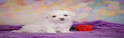 Maltese dogs for sale: Peanut - Ad 3