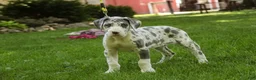 Great Dane dogs for sale: Stella - Ad 5