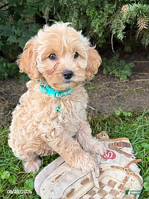 Cockapoo dogs Jenika - Ad 2