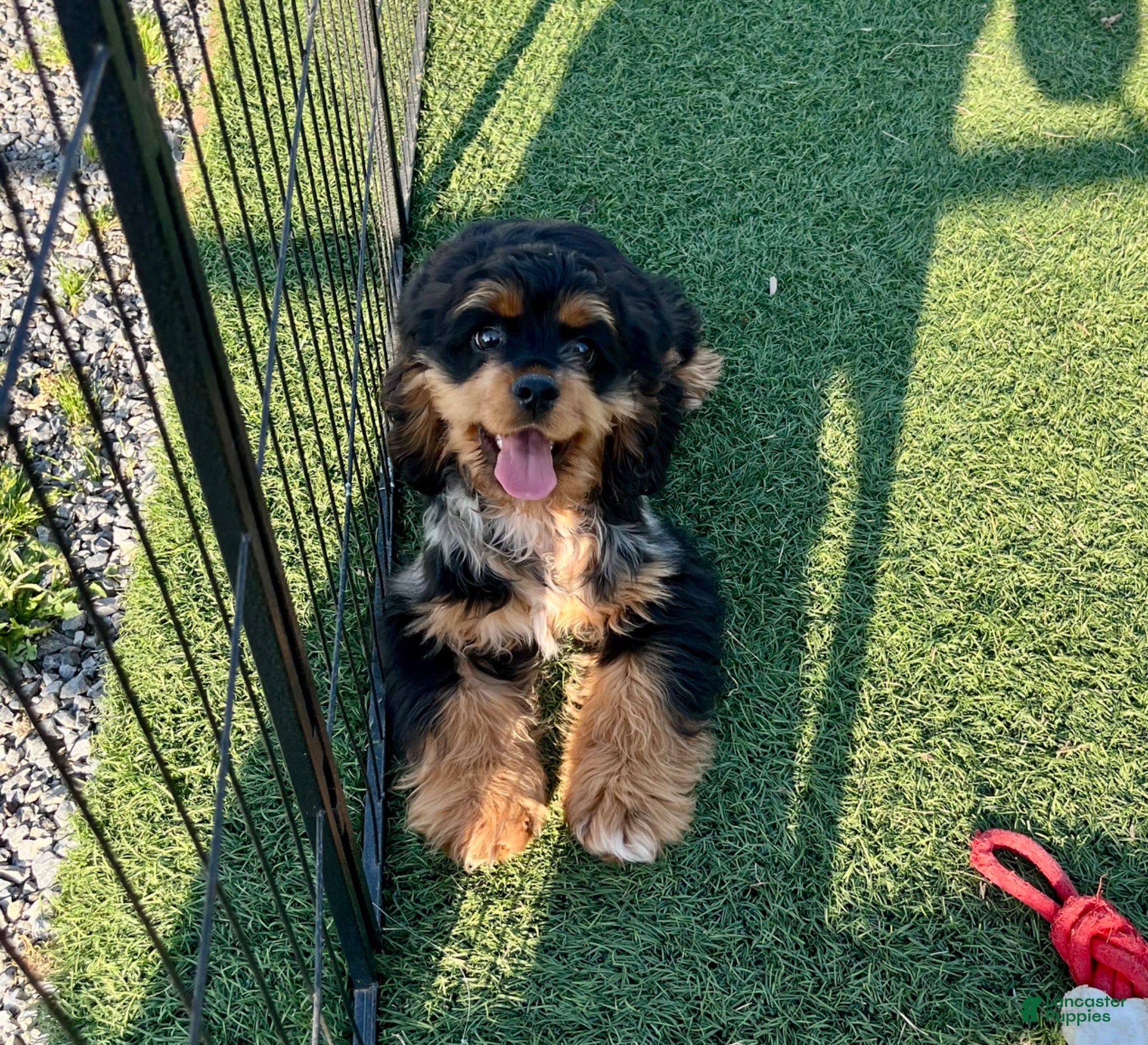 Cocker Spaniel dogs Rosebud🐾❤️Genetic Health Tested AKC Registered❤️Text or Call 717-319-4781 - Ad 37