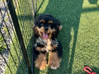 Cocker Spaniel dogs Rosebud🐾❤️Genetic Health Tested AKC Registered❤️Text or Call 717-319-4781 - Ad 37
