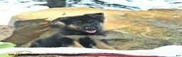 German Shepherd dogs for sale: Ace  - Ad 4