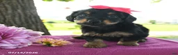 Yorkshire Terrier dogs for sale: Tabitha - Ad 3