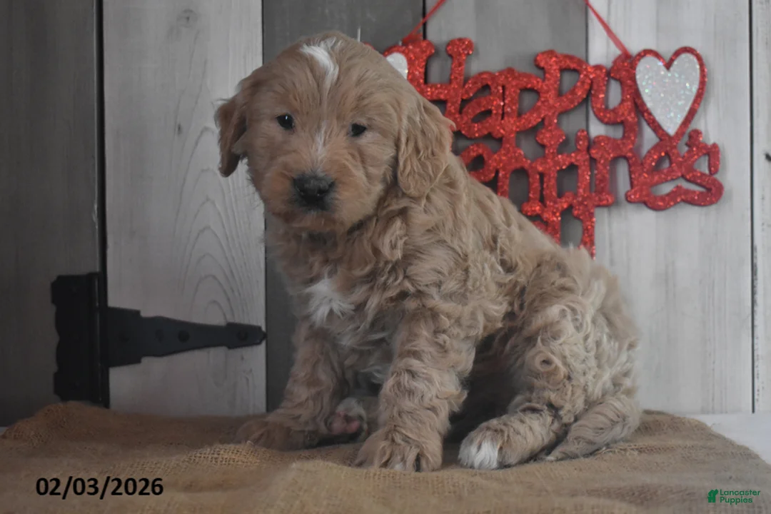 Goldendoodle dogs for sale: Jasper - Ad 3
