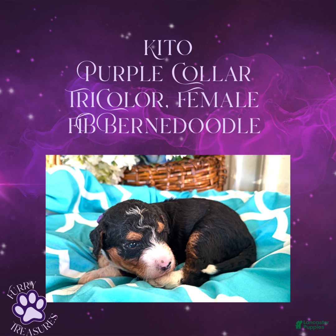 Mini Bernedoodle dogs for sale: Kian “Blue Collar” Male - Ad 14