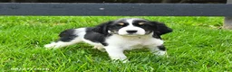 English Springer Spaniel dogs for sale: Blessing - Ad 3