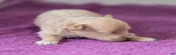 Maltipoo dogs for sale: Jack Maltipoo Puppy  - Ad 5
