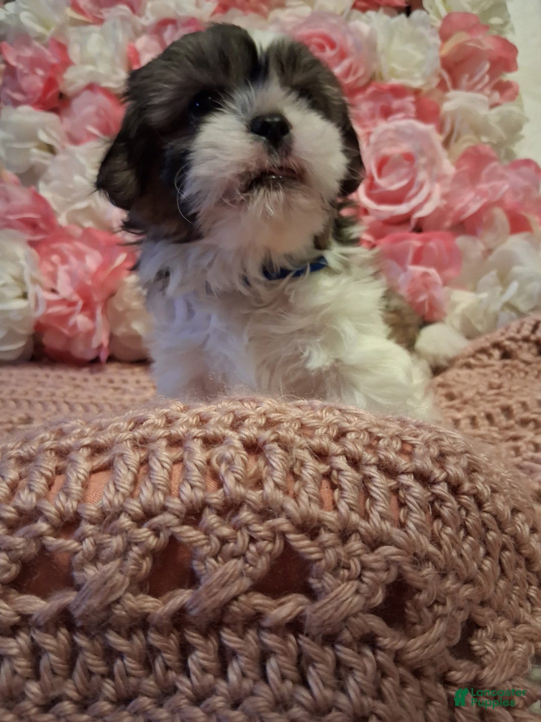 Shih Tzu dogs for sale: Winston  - Ad 4