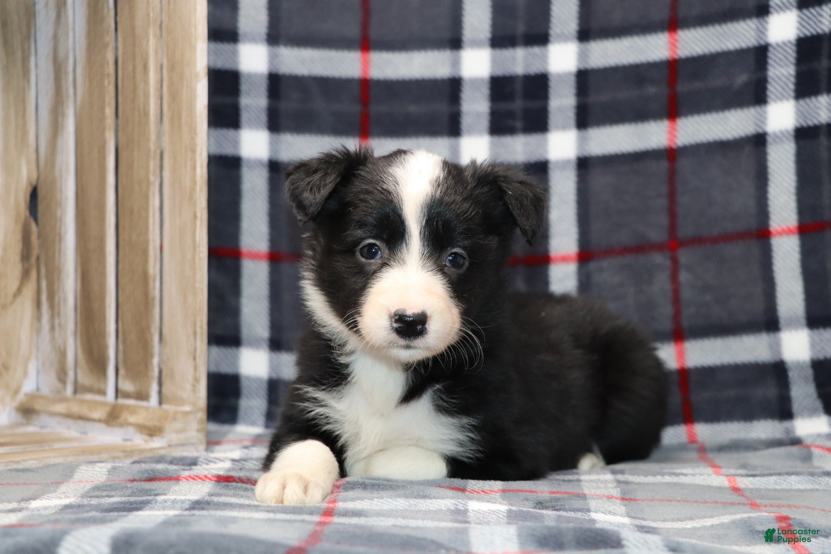 Border Collie dogs  Sadie - Ad 7