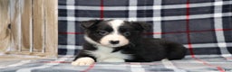 Border Collie dogs for sale:  Sadie - Ad 1